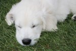 weisser hund im garten