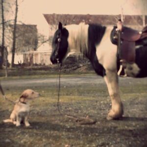 Hund und Pferd auf der Koppel - vergilbt