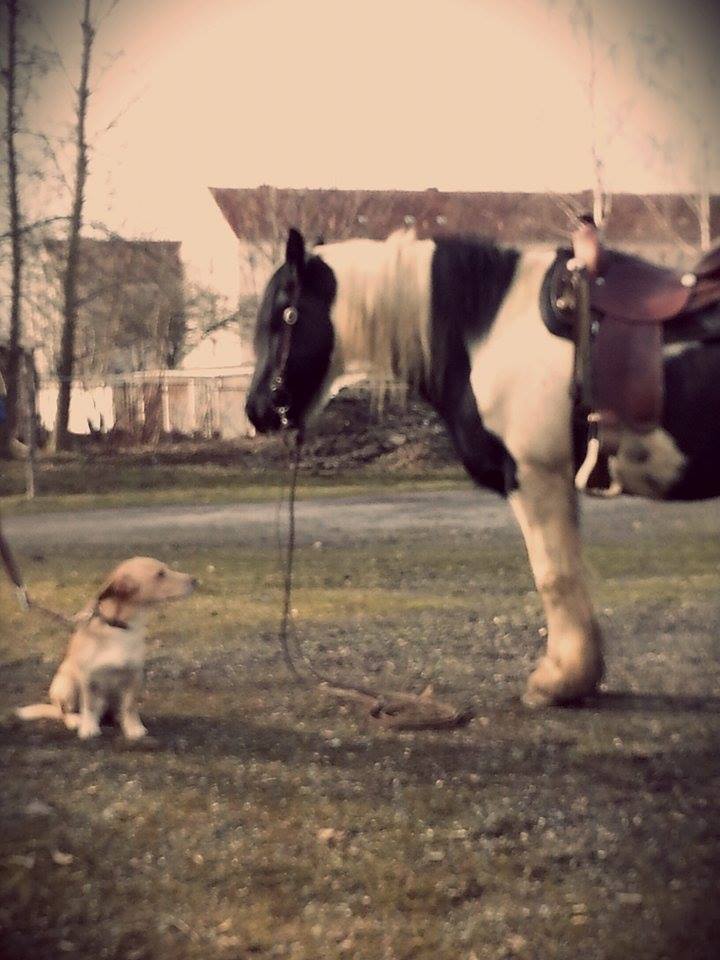 Hund und Pferd auf der Koppel - vergilbt