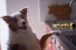 Hund an Küchentheke