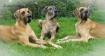 drei doggen im rasen