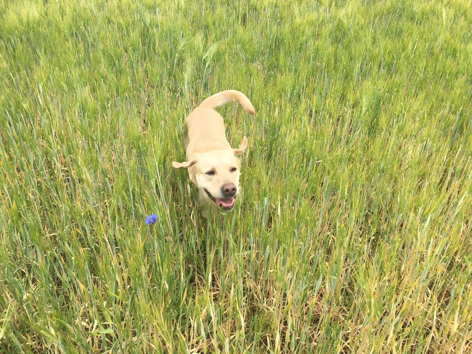 hund in der grünen wiese