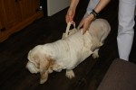 hund wird getragen