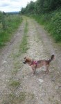 Hund auf kindersuche