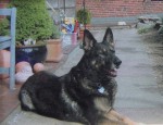 Schäferhund Reno