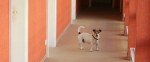 Hundehotel Westerland Sylt