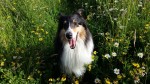 hündin bella collie auf der wiese