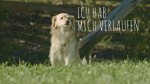 smartcollar-2_klein