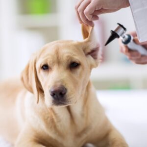 Hörtest von Labrador beim Tierarzt