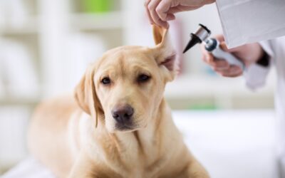Patient Haustier: Was Sie als Halter wissen müssen