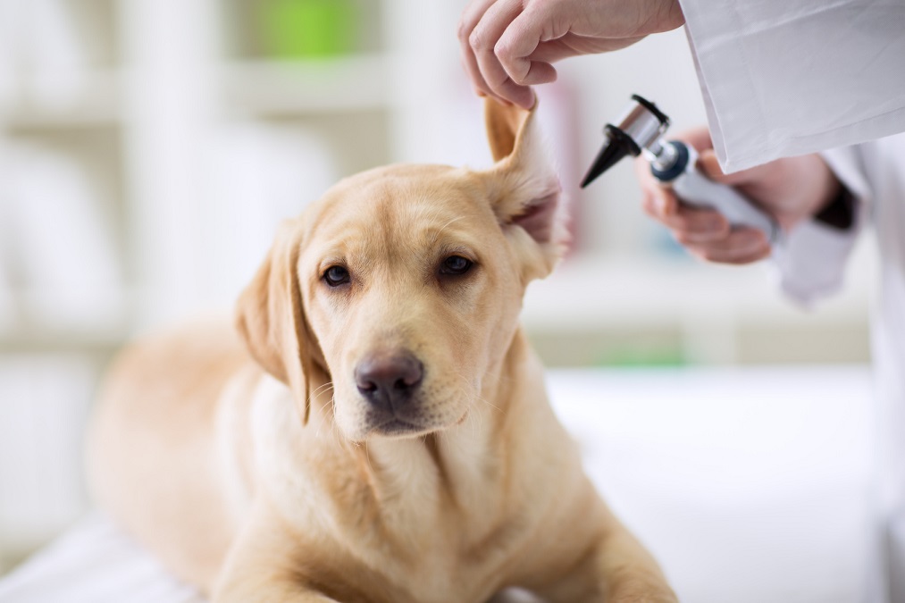 Hörtest von Labrador beim Tierarzt