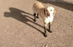 Hund mit Schlammpfoten