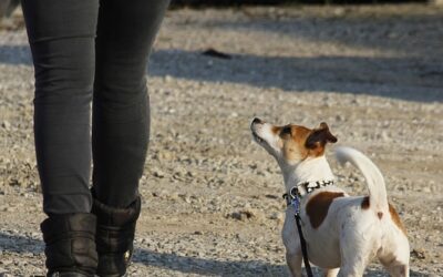 Ausbildung zum Hundetrainer