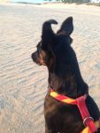 Hund am Strand schaut aufs Meer