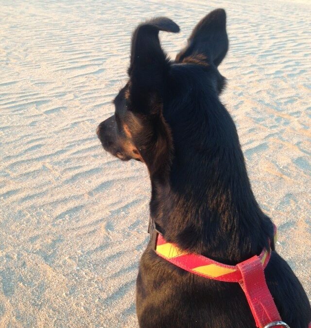 Hund am Strand schaut aufs Meer