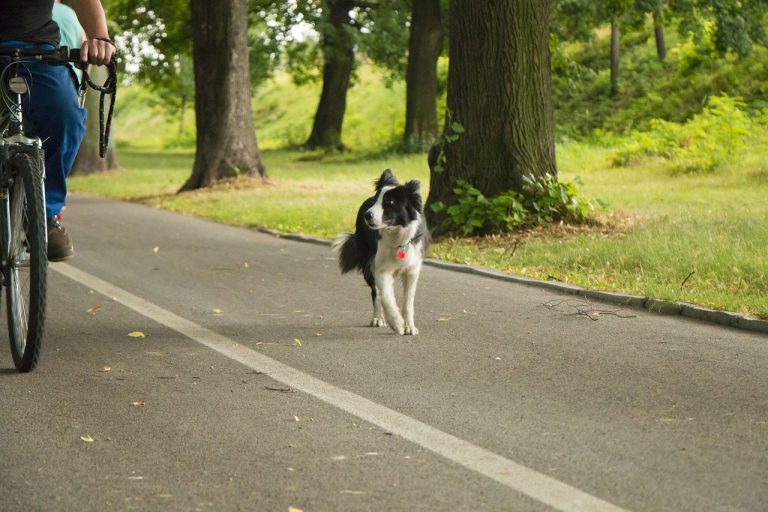 Qualitätskriterien bei Hundefahrradanhängern 6 Tipps für