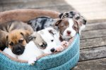 Hundewelpen im Körbchen