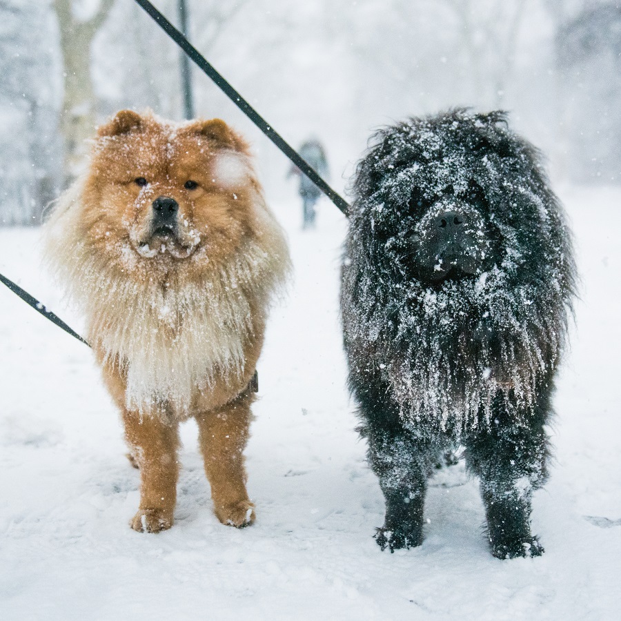 Nordische Hundenamen - der neue Trend
