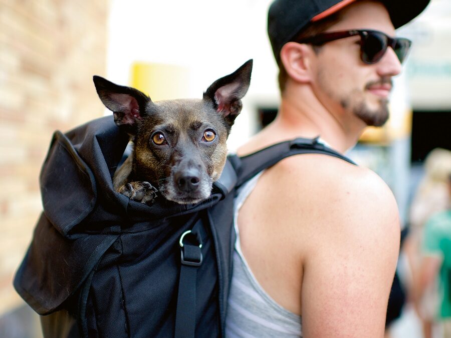 Hund im Rucksack von Hipster