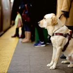 Hund an UBahn Station