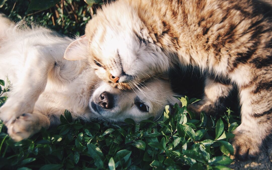 Hund und Katze – So finden die beiden unterschiedlichen Haustiere zueinander