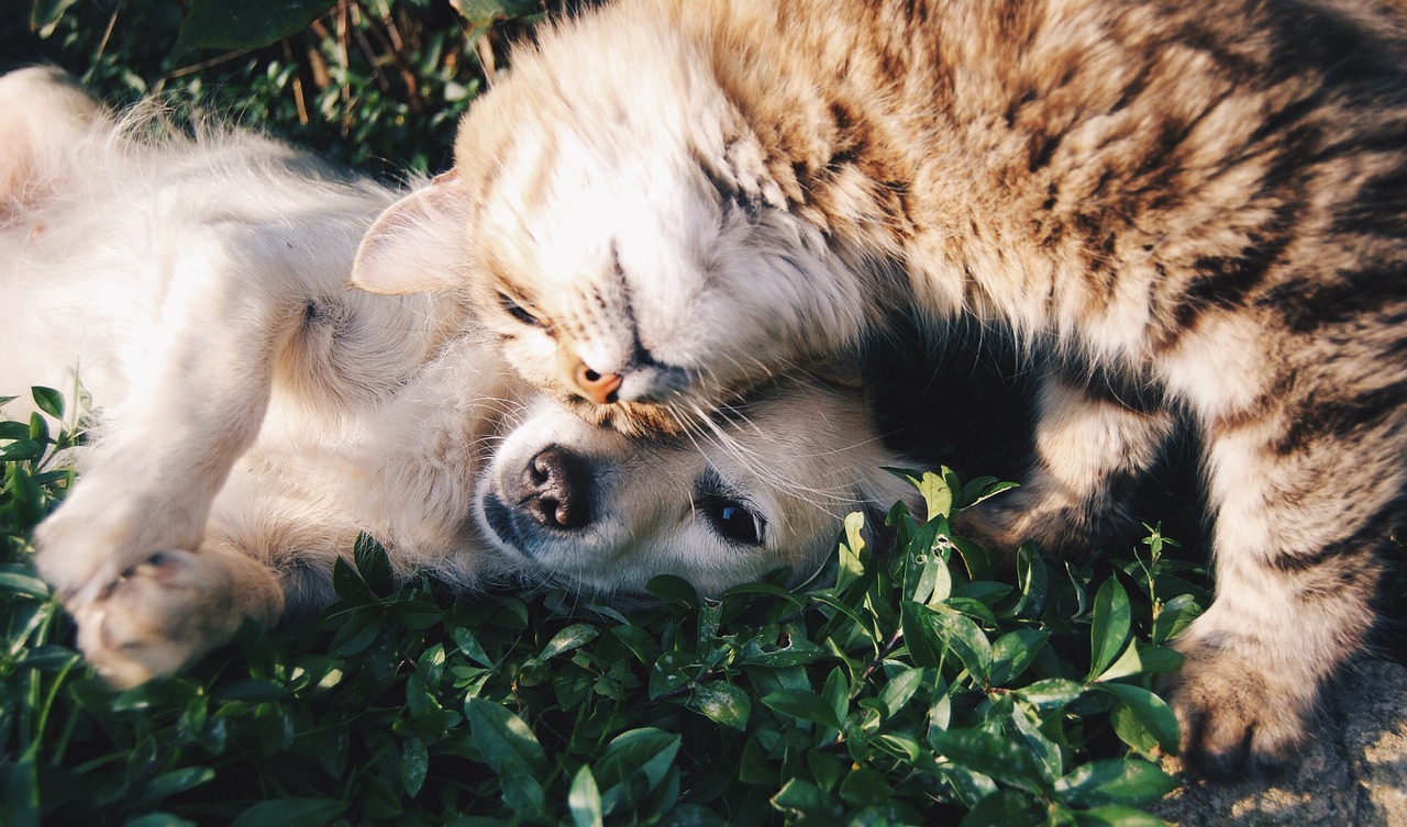 Hund Und Katze So Finden Die Beiden Unterschiedlichen