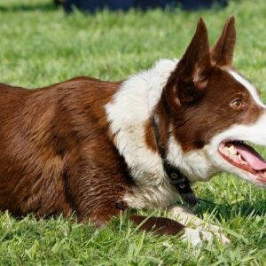 Obedience – Das Gehorsamkeitstraining für Hunde
