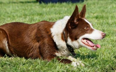Obedience – Das Gehorsamkeitstraining für Hunde