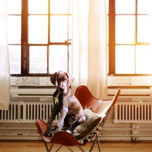 Hunde können den Büroalltag erleichtern