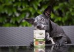 Hund öffnet Insektenprotein Hundefutter Dose