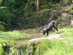 Outdoor Abenteuer mit Hund im Grünen
