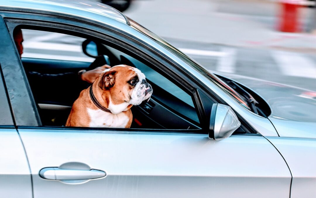 Lange Autofahrten – so werden sie für Hund und Herrchen erträglich