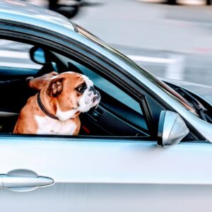 Dog, Car