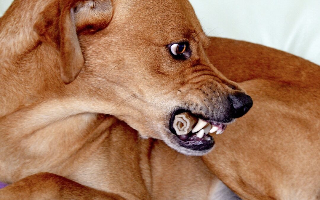 Kynophobie – Angst vor Hunden