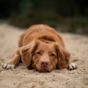 Würmer beim Hund – das solltest du wissen