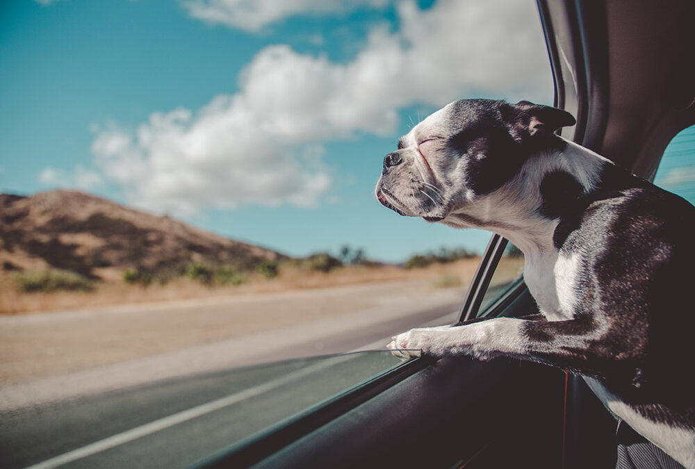 Autoreise mit Hund: 5 nützliche Tipps – von Jesse Reimann