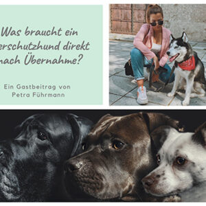 Was braucht ein Tierschutzhund direkt nach Übernahme? - von Petra Führmann