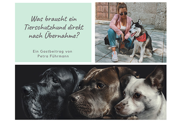 Was braucht ein Tierschutzhund direkt nach Übernahme? – von Petra Führmann