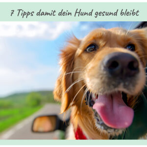 7-Tipps-damit-dein-Hund-gesund-bleibt