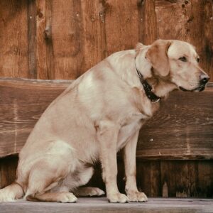 Gelenkprobleme beim Hund: das kannst du tun