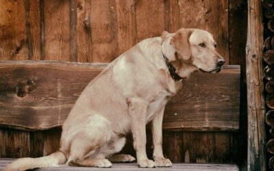 Gelenkprobleme beim Hund: das kannst du tun