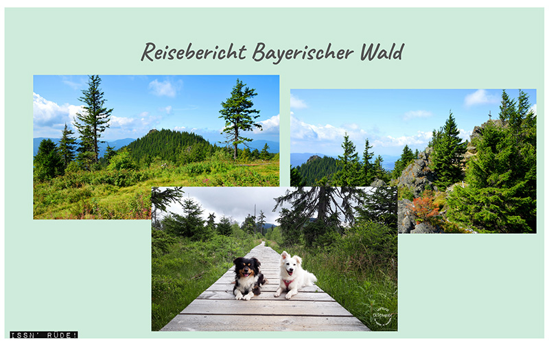 Urlaub mit Hund im Bayerischen Wald