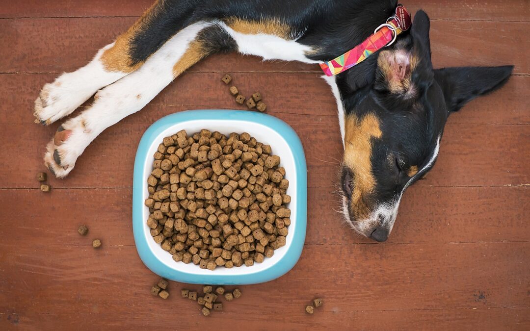 11 „Menschen“-Nahrungsmittel für Hunde