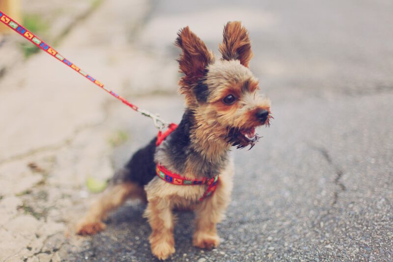 Stress-beim-Hund