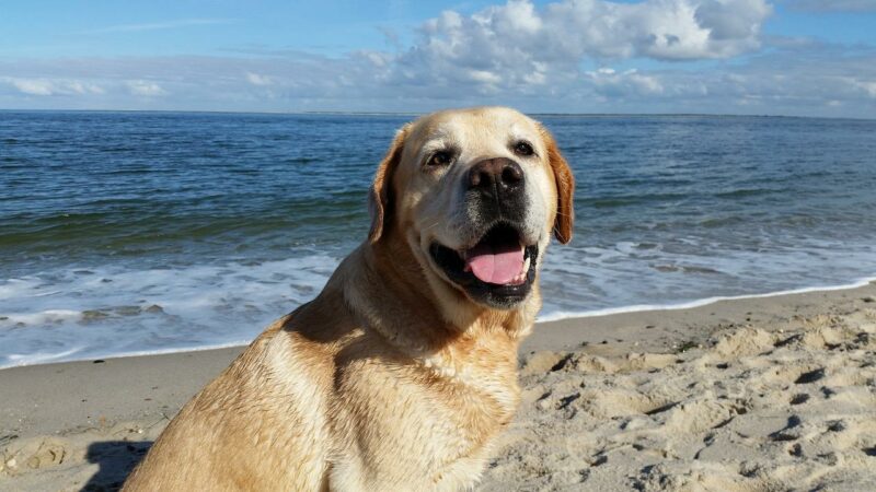 Hund-Meer-Urlaub