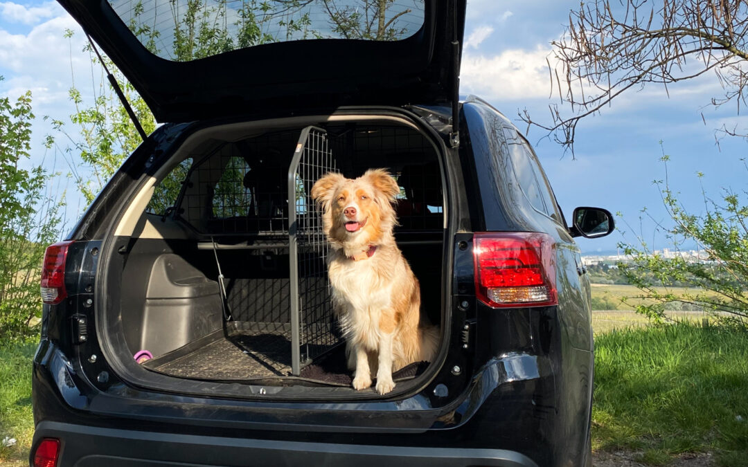 Hund im Auto: 5 Fragen und Antworten