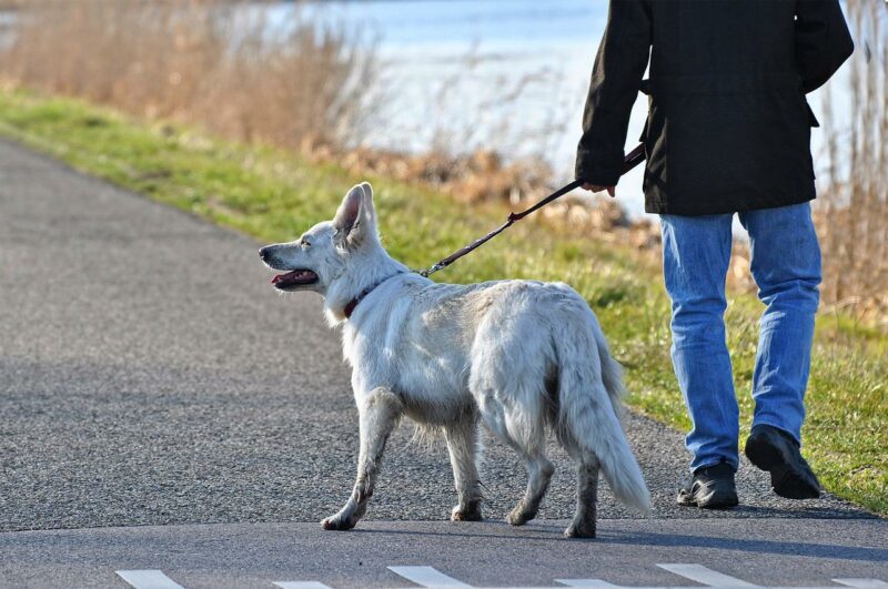 Hund-und-Mensch-Leine