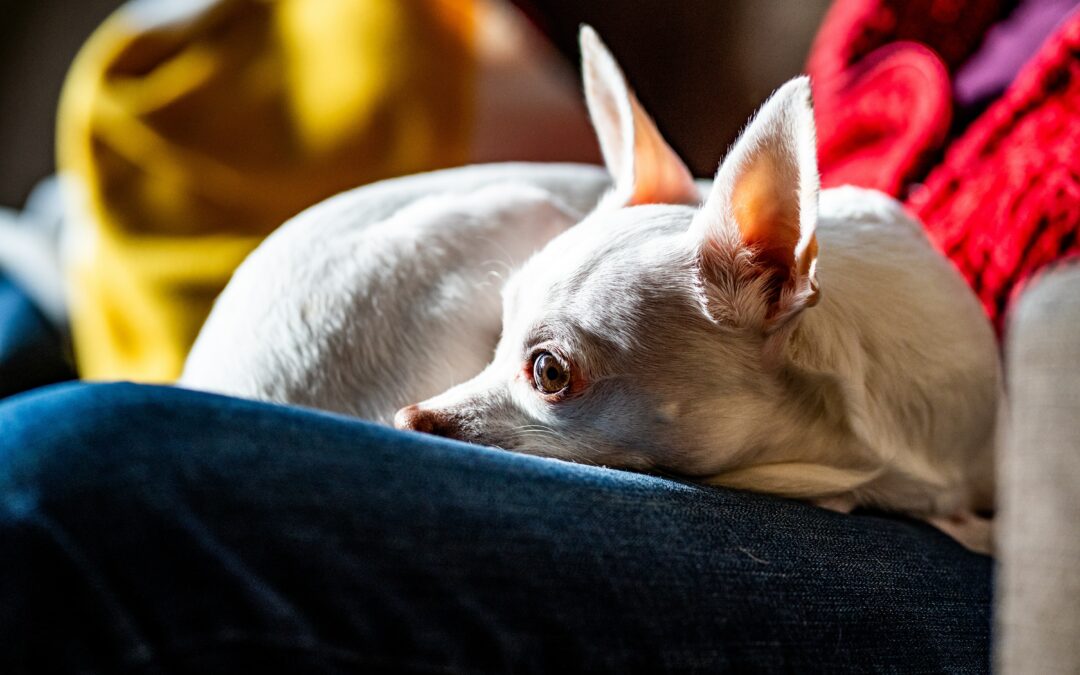 Der Chihuahua, seine Bedürfnisse und wie du sein bester Coach wirst