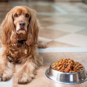 Futterumstellung beim Hund Futterumstellung-Hund