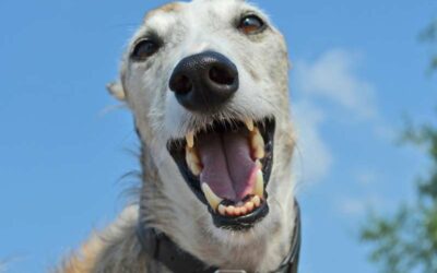 GPS Tracker für Hunde: Mehr als nur ein Ortungshilfsmittel